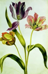 Tulips